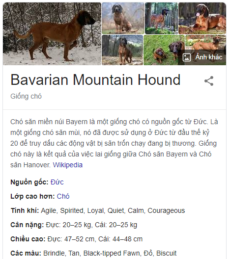 Chó săn núi Bavarian