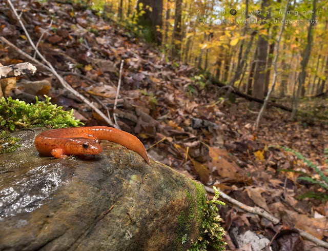 Spring salamander in Ohio