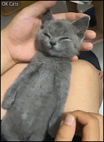 Funny Kitten GIF • How to wake up a sleepy kitten in a nanosecond with liquid snack, haha! [ok-cats.com]