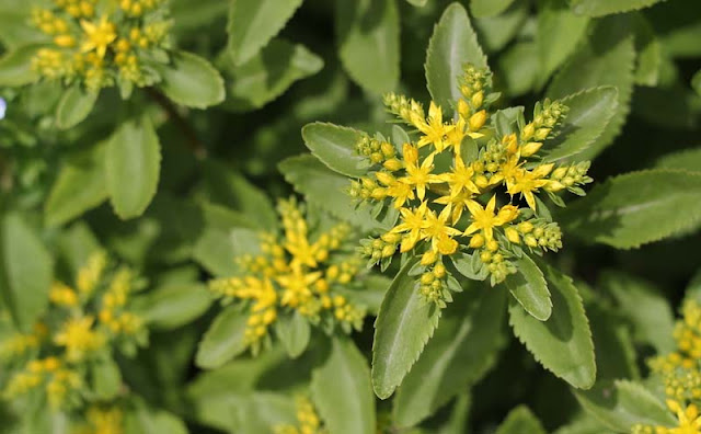 Sedum Aizoon Flowers Pictures