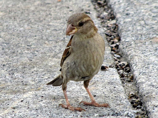 Passerotto, Porto Mediceo, Livorno