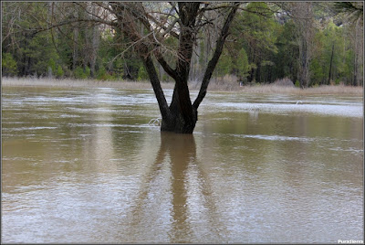 La Playeta en una crecida (Río Escabas, Cañamares). Obsérvese la escalera tras el árbol