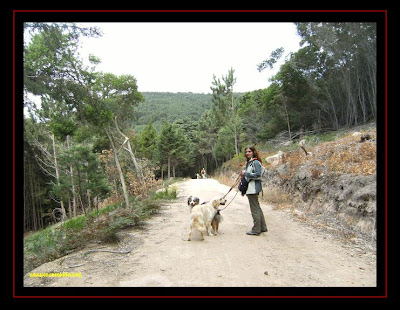 australian shepherd and golden retriever in serra de sintra 