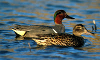 Green-winged teal pair, by David Menke, USFWS, Apr. 2008