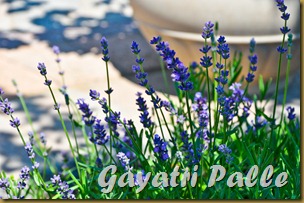 editedpic-2421