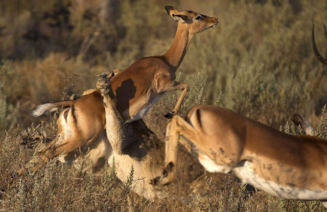 Impala escapes from lion's jaws, lioness attacked the impala