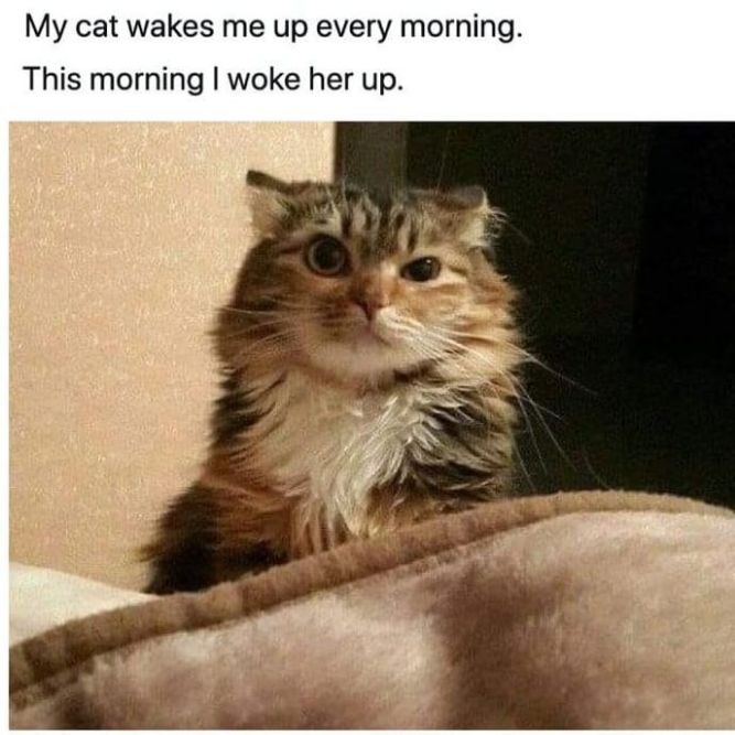 My cat wakes me up every morning! - Funny Cat Memes, pictures, photos, images, pics, captions, jokes, quotes, wishes, quotes, SMS, status, messages, wallpapers.