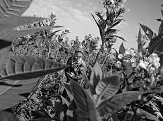 Tobacco Workers