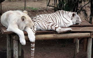Leão e tigre em espaço de confinamento na África do Sul