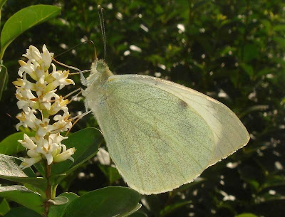 Large White Butterfly