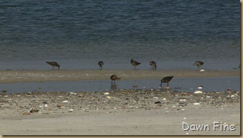 south beach birding_046