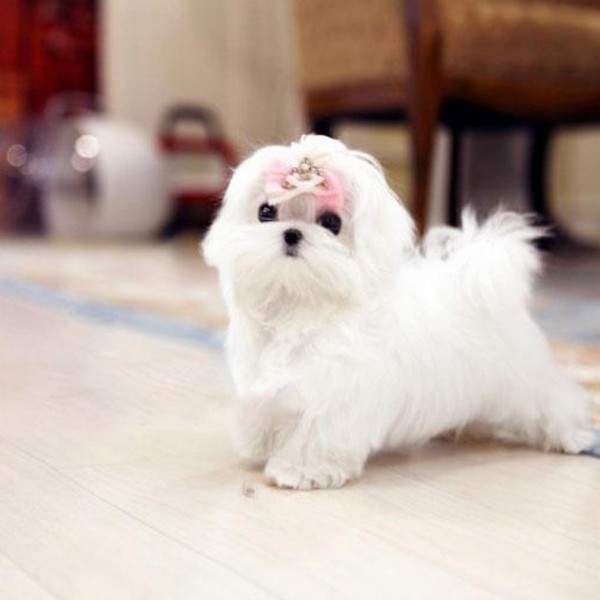 Buy Teacup Maltese Puppies For Sale Near Me