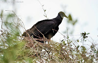 Black vulture, female -Aransas National Wildlife Refuge – Feb. 12, 2017 by Jodi Arsenault
