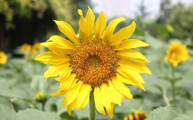 Sunflower Pictures