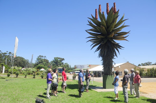 Aloes uzbrojony (Aloe ferox) - opis, uprawa, historia, pielęgnacja, nazewnictwo, pochodzenie, stosowanie, rozmnażanie, podlewanie. Jaka ziemia dla aloesa, jak dbać w domu? Jak uprawiać i hodować aloesa uzbrojonego w doniczce? Jak wygląda i jak kwitnie aloes uzbrojony?