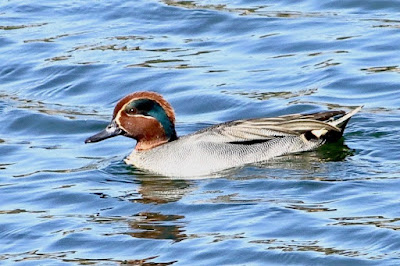 Green-winged Teal