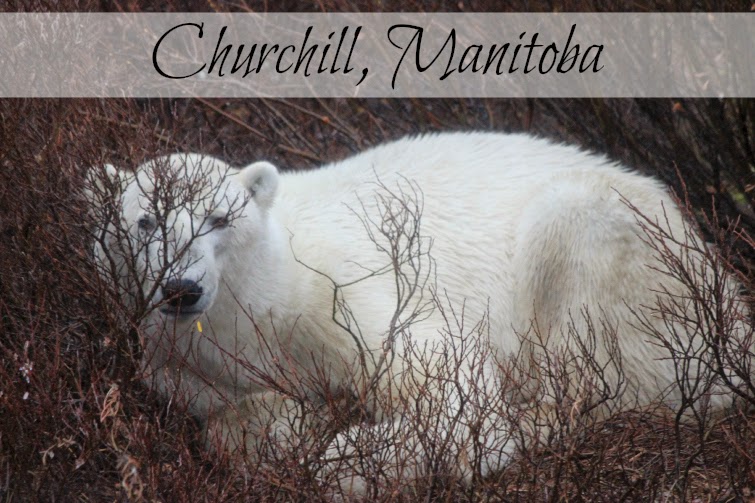 visiting the polar bears in Churchill, Manitoba