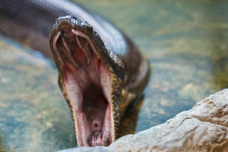 hewan buas anaconda