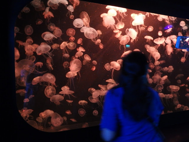 SEA Aquarium Singapore Jellyfishes Exhibition