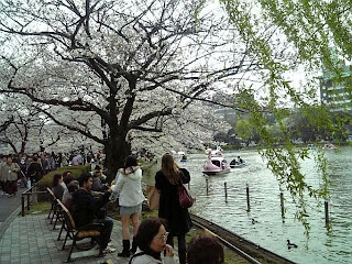 shinobazu pond in cherry blossom season