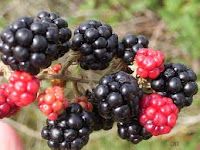 blackberries