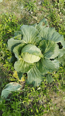 Cabbage | पत्ता गोभी | বাঁধাকপি