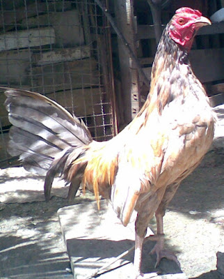 gallo alegre en medio del sol listo para pelear o combatir