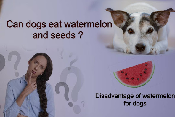 side effects of watermelon seeds?