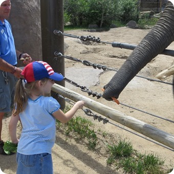 Feeding the Elephant at Cheyenne Mountain Zoo