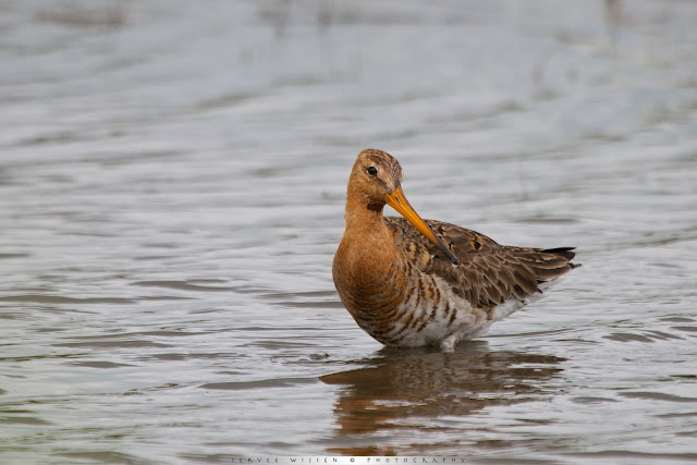 Grutto - Black-tailed Godwit - Limosa limosa