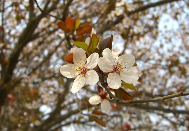 Cherry Plum Flowers Pictures