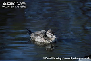 Oxyura maccoa female