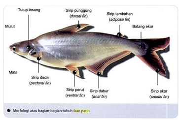 Morfologi dan Anatomi Ikan Patin Jenis Tanaman Hidroponik 