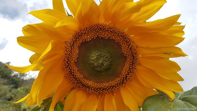 Giant Sunflower at the strawberry fields at Mon Cham