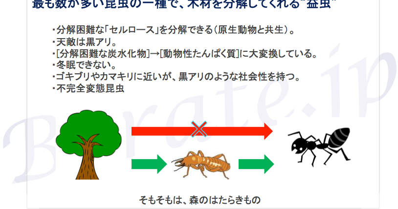ホウ酸処理の専門家ブログ さいちゃんファイト シロアリの天敵はクロアリです