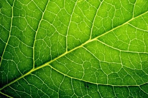 Self Healing Solar Cells Mimic Plant Leaves To Repair Themselves