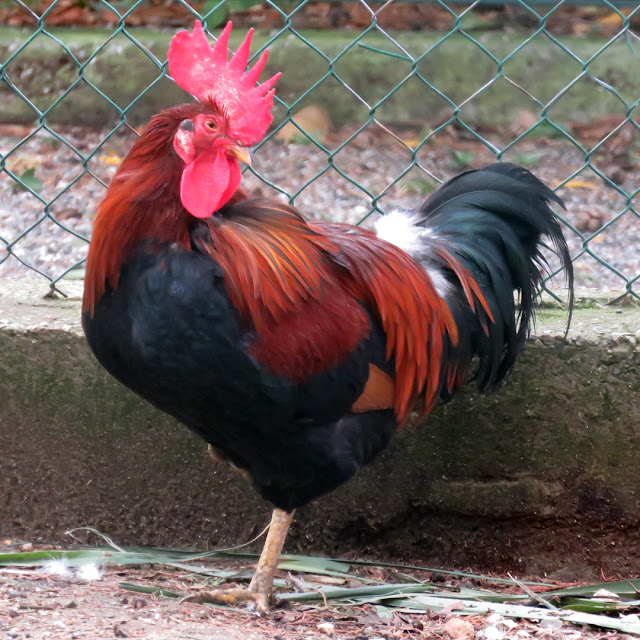 Rooster, Sandro Pertini Park, Viale Carducci, Livorno