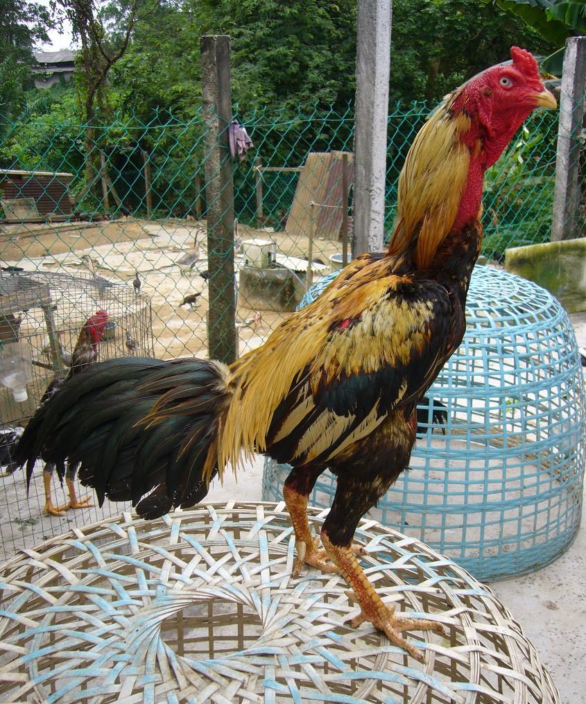 Ayam Sabung: Jenis Ayam