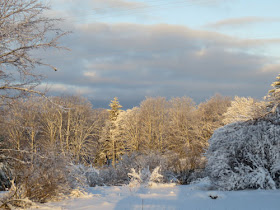 winter sun and snow