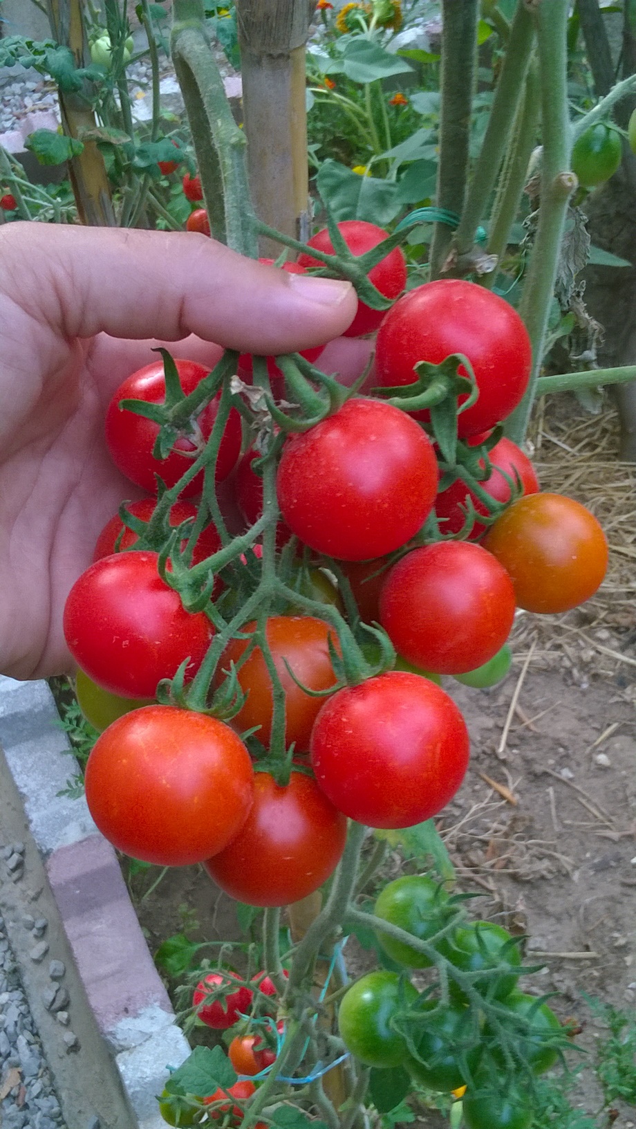 Determinate tomatoes grow well in hot climates, where good growing conditions end in early summer. They are also good in humid climates, where tomato diseases can destroy full-season tomatoes just as they ripen in late summer. In any climate, determinate tomatoes are great for preserving because they ripen their crop all at once