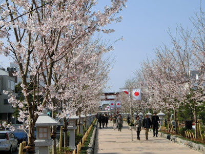  段葛の桜