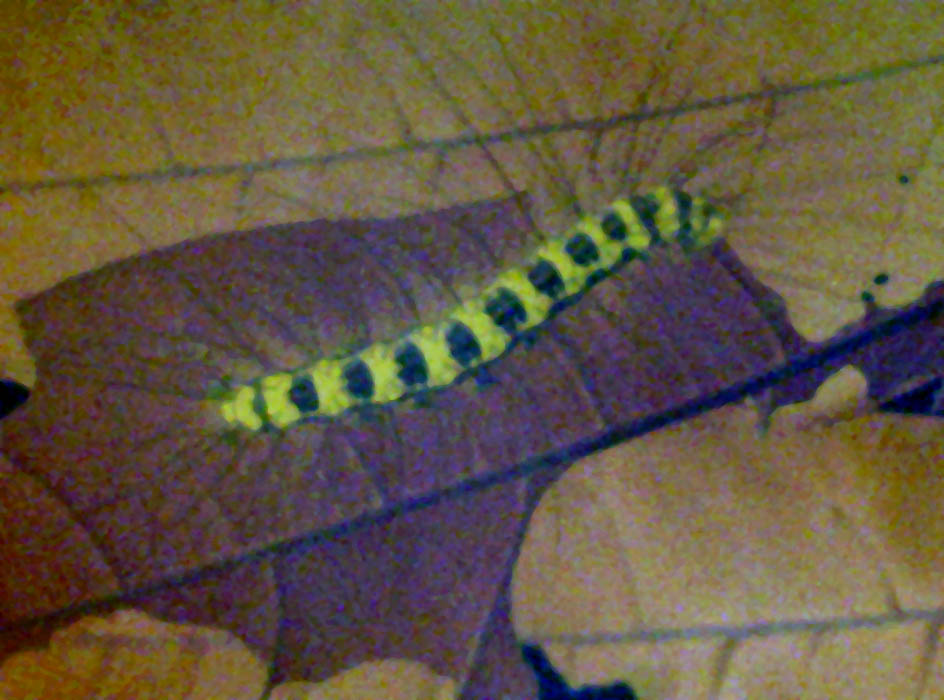 yellow black and white caterpillar. Yellow colour with lack