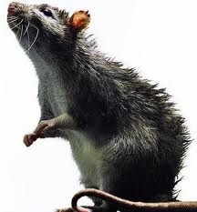 rat