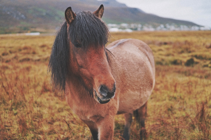 Icelandic horse