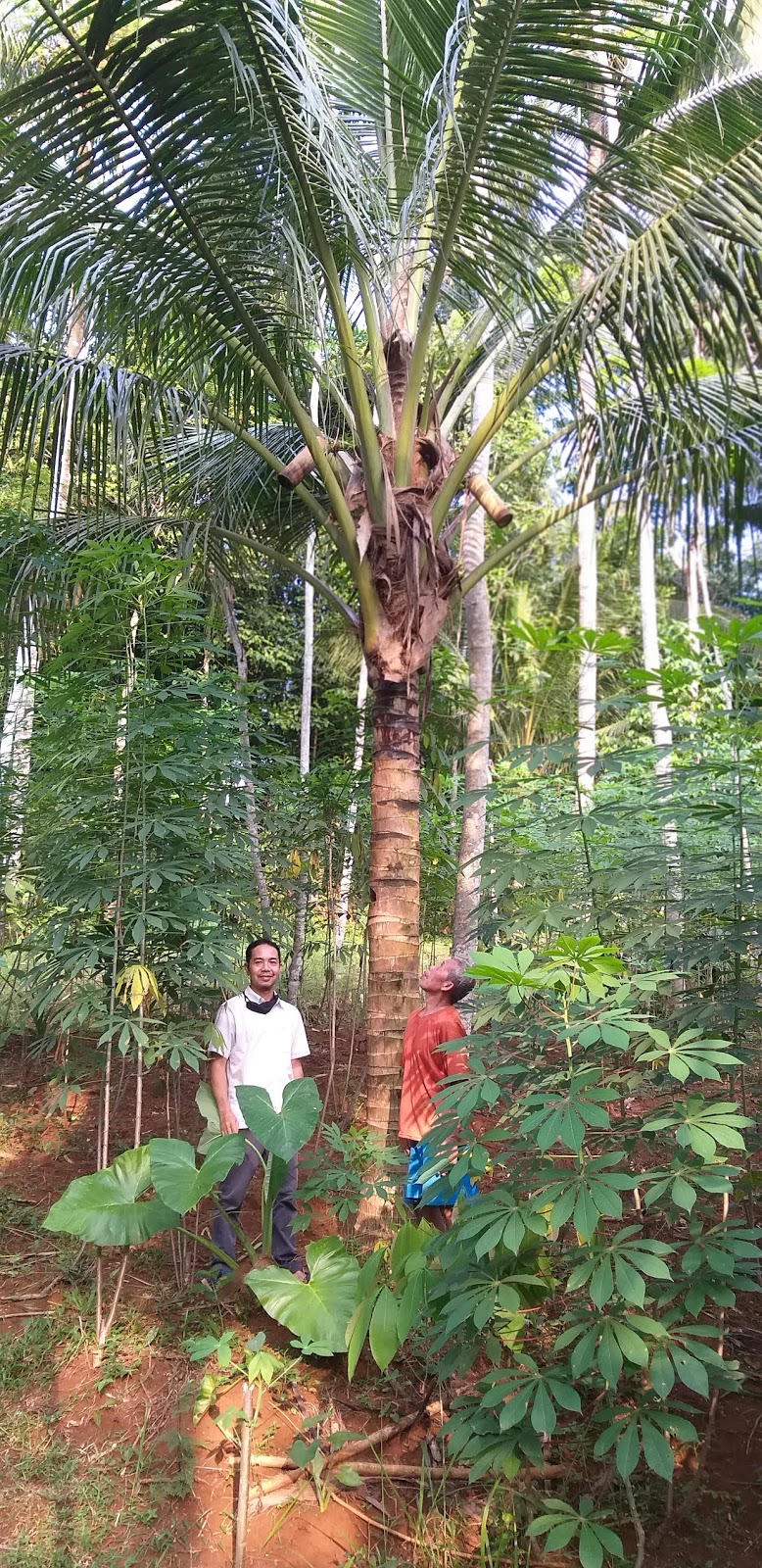 Agroberdikari Kebumen Pohon  Kelapa  Genjah Pak Syukur