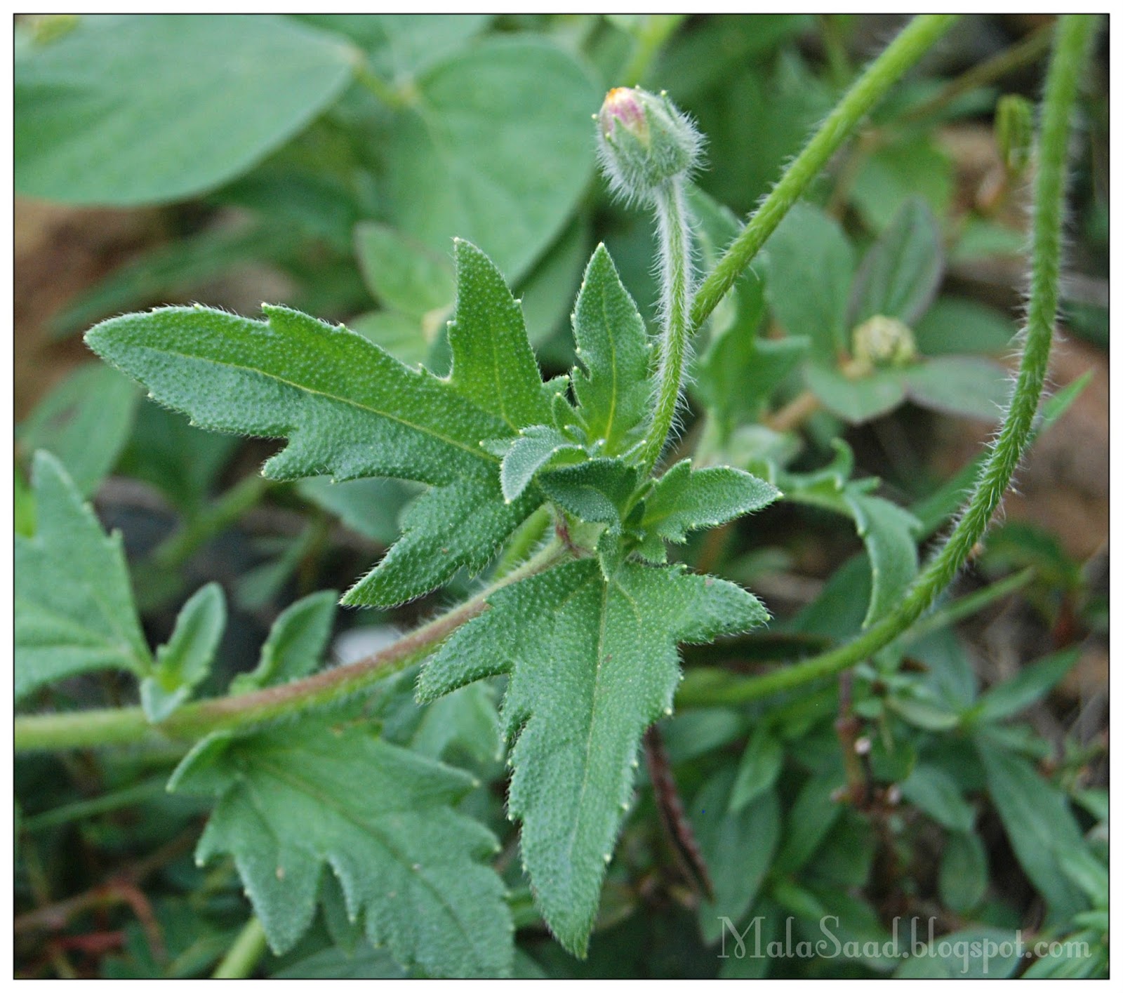 My Green Eye's: Tridax Procumbens - Coat Button / Kancing Baju