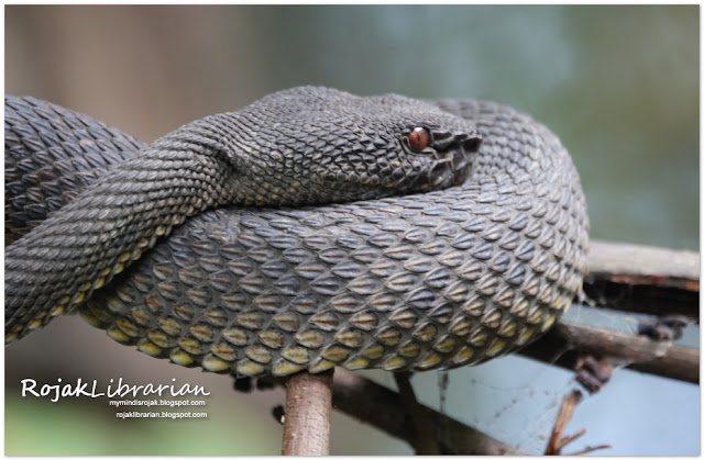 Mangrove Pit Viper or Shore Pit Viper