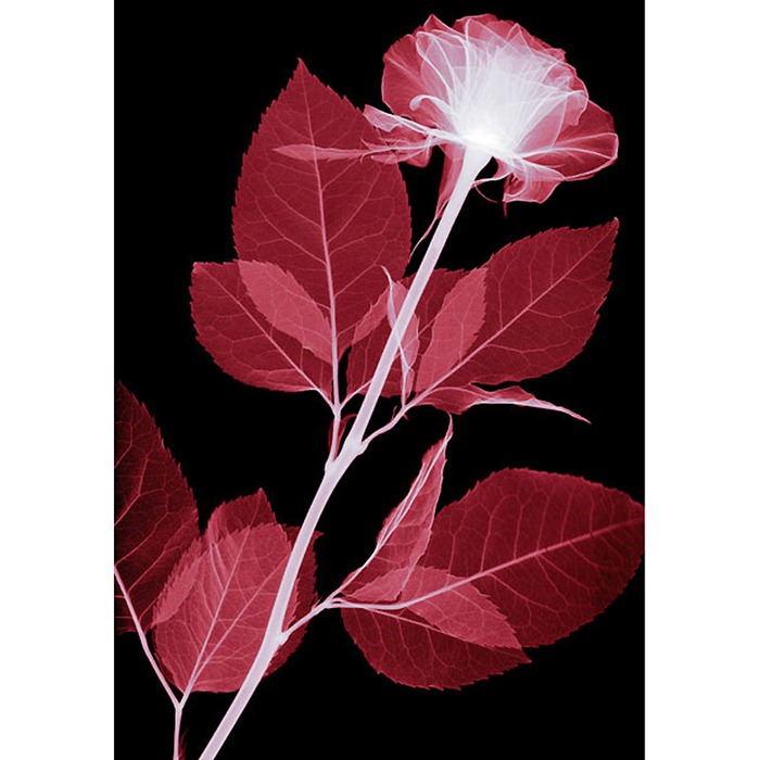X Ray Flowers...***EXCLUSIVE***
UNSPECIFED - UNDATED: Rose, coloured X-ray.
These mesmerising shots are the fruit of years of careful experimentation by artist Hugh Turvey, using x-rays to really get under the surface of things. The technique, which came about thanks to a chance commission from a musician friend who wanted an x-ray image, has been 14 years in the making and has now been so well honed by Hugh that his work is becoming highly sought after. The flowers are the latest in a long line of subjects, including motorbikes, suitcases and stiletto-clad feet.
PHOTOGRAPH BY SPL / BARCROFT MEDIA LTD
UK Office, London.
T +44 845 370 2233
W www.barcroftmedia.com
USA Office, New York City.
T +1 212 564 8159
W www.barcroftusa.com
Indian Office, Delhi.
T +91 114 653 2118
W www.barcroftindia.com
Australasian & Pacific Rim Office, Melbourne.
E info@barcroftpacific.com
T +613 9510 3188 or +613 9510 0688
W www.barcroftpacific.com