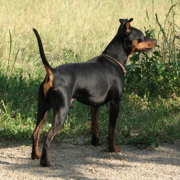 Pinscher Moyen avec Fiche identitstandard