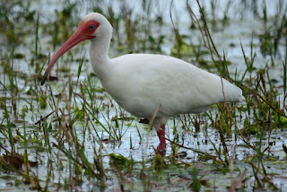 Ibis